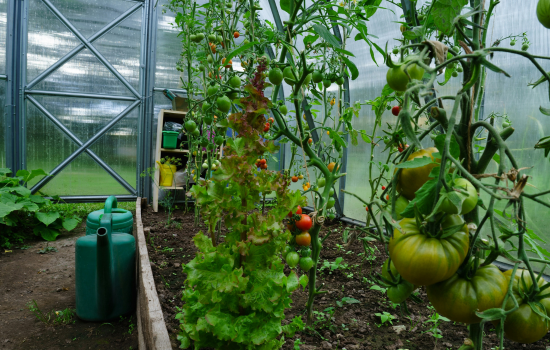 Kitchen Garden + Organic Farming (for flats and houses